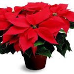 poinsettia